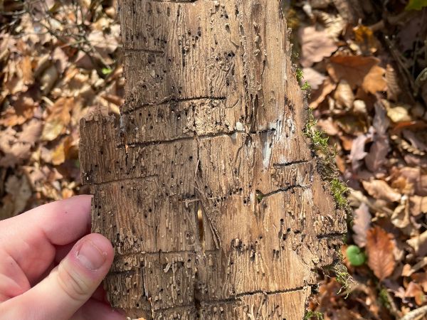 Lykokaz jaseňov&yacute;