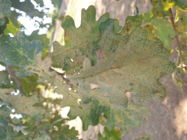 Sietnička dubov&aacute;