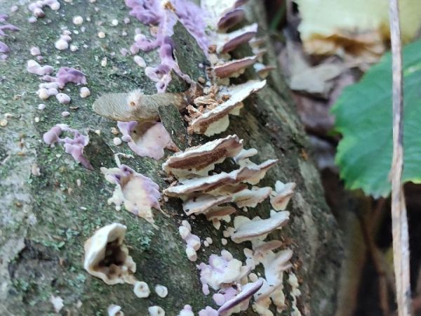 A - nie je v datab&aacute;ze