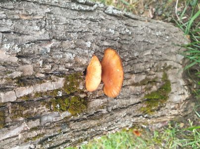 Plamienka zimn&aacute;