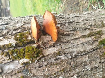 Plamienka zimn&aacute;