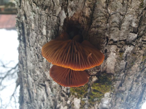 Plamienka zimn&aacute;