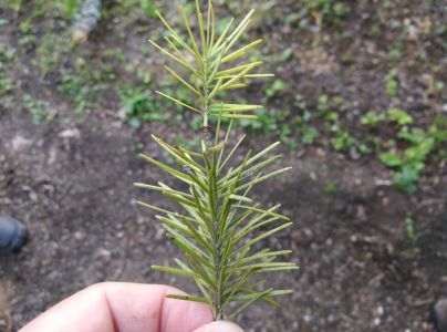 Sypavka &scaron;vajčiarska