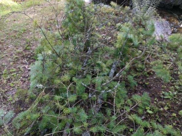 Sypavka &scaron;vajčiarska