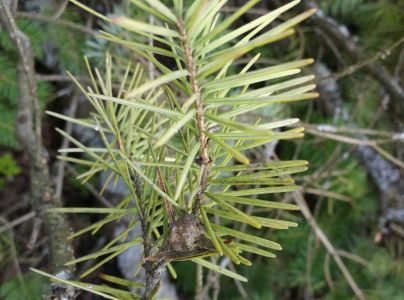 Sypavka &scaron;vajčiarska