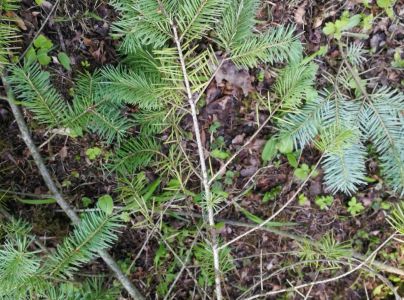 Sypavka &scaron;vajčiarska