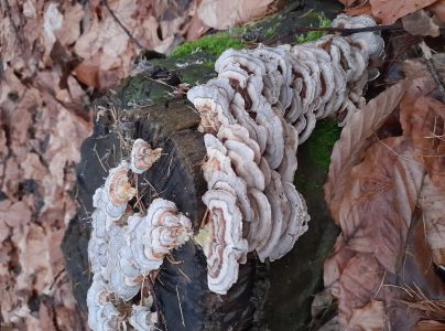 Tr&uacute;dnikovec pestr&yacute;