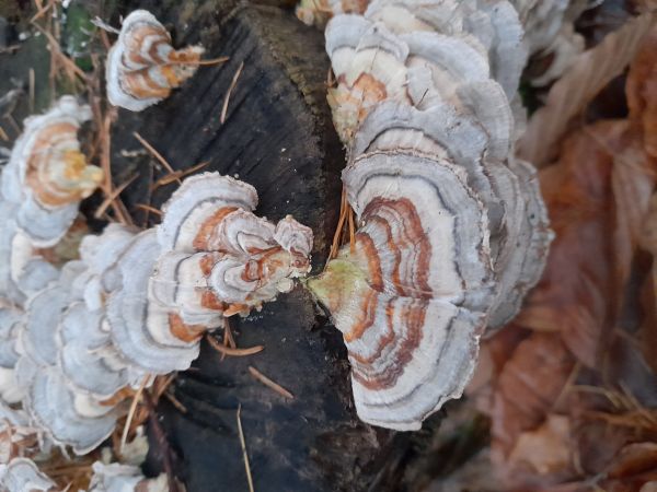 Tr&uacute;dnikovec pestr&yacute;