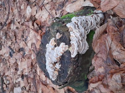 Tr&uacute;dnikovec pestr&yacute;