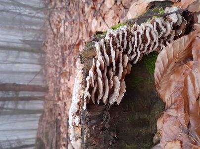 Tr&uacute;dnikovec pestr&yacute;