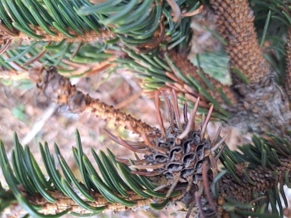 K&ocirc;rovnica zelen&aacute;