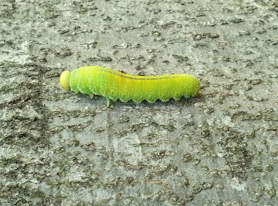 A - nie je v datab&aacute;ze