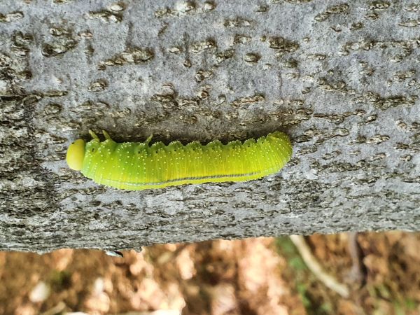 A - nie je v datab&aacute;ze