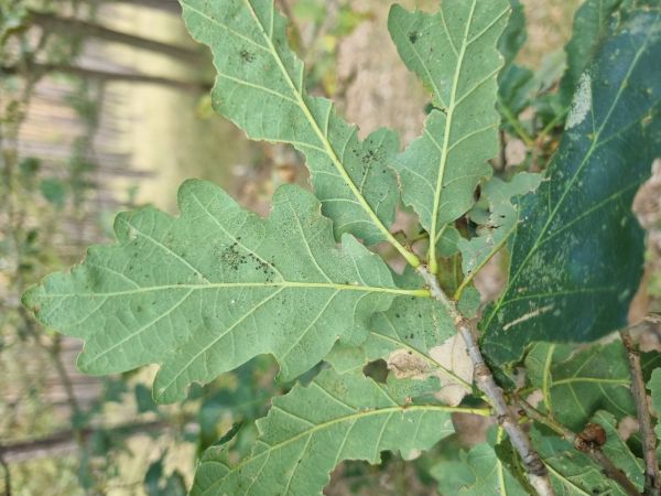 Sietnička dubov&aacute;