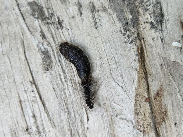 Mn&iacute;&scaron;ka veľkohlav&aacute;