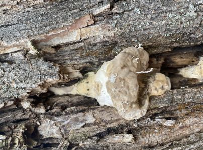 A - nejednoznačne určen&yacute;, nie sme si ist&iacute;