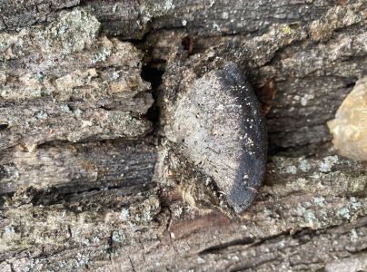 A - nejednoznačne určen&yacute;, nie sme si ist&iacute;