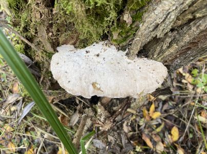 A - nejednoznačne určen&yacute;, nie sme si ist&iacute;