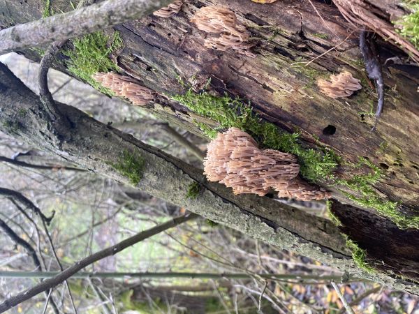 A - nejednoznačne určen&yacute;, nie sme si ist&iacute;