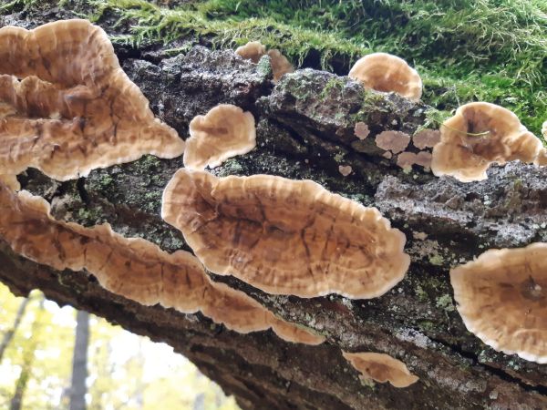 Pevn&iacute;k chlpat&yacute;