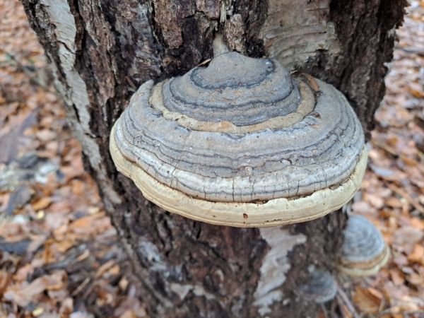 Pr&aacute;chnovec kopytovit&yacute;