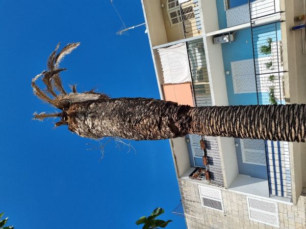 Nos&aacute;nik palmov&yacute;