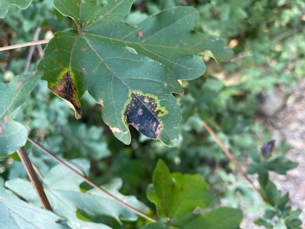 Čerň javorov&aacute;