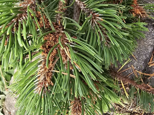 Ploskanka sadenicov&aacute;