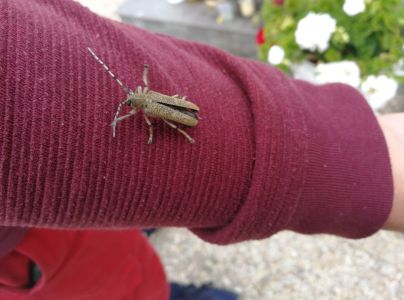 Vrz&uacute;nik topoľov&yacute;