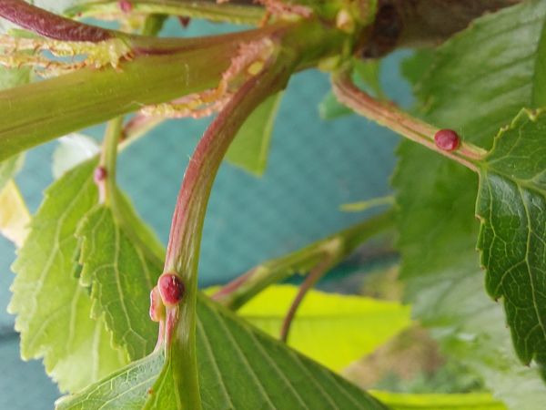 A - nie je v datab&aacute;ze