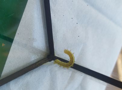 Sivkavec javorov&yacute;