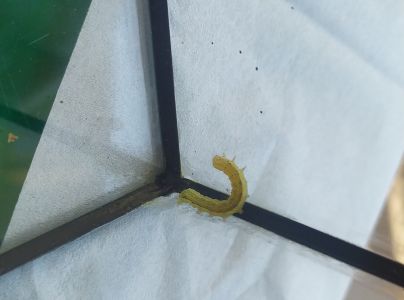 Sivkavec javorov&yacute;