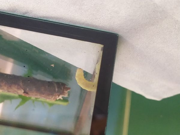 Sivkavec javorov&yacute;