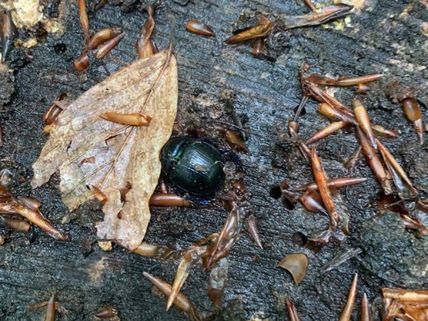 A - nejednoznačne určen&yacute;, nie sme si ist&iacute;