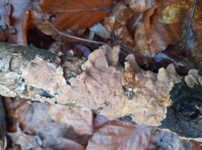 Pevn&iacute;k zvr&aacute;snen&yacute;