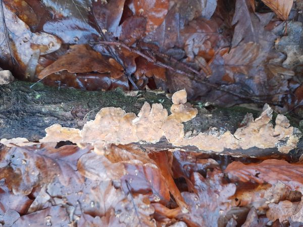 Pevn&iacute;k zvr&aacute;snen&yacute;