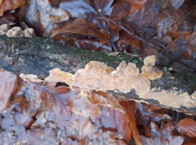 Pevn&iacute;k zvr&aacute;snen&yacute;