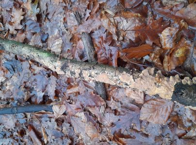 Pevn&iacute;k zvr&aacute;snen&yacute;