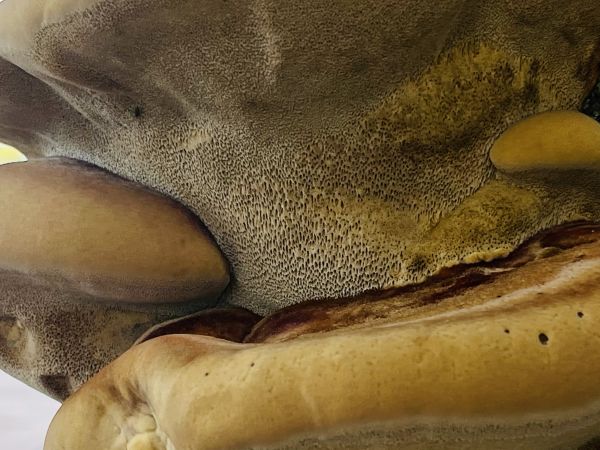 Ry&scaron;avec srstnat&yacute;