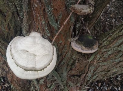 Ohňovec obyčajn&yacute;