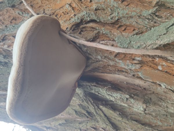 Ohňovec obyčajn&yacute;