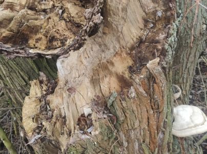 Ohňovec obyčajn&yacute;