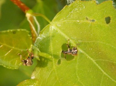 Nos&aacute;niky Phyllobius a Polydrusus