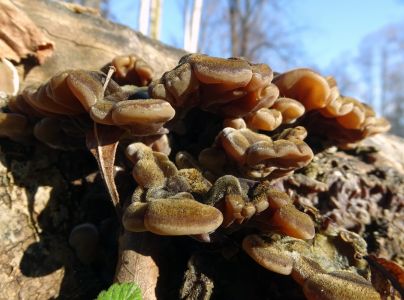 Uchovka p&aacute;sikav&aacute;