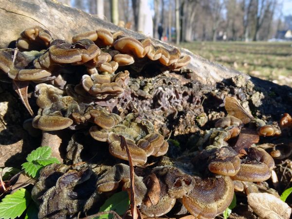 Uchovka p&aacute;sikav&aacute;