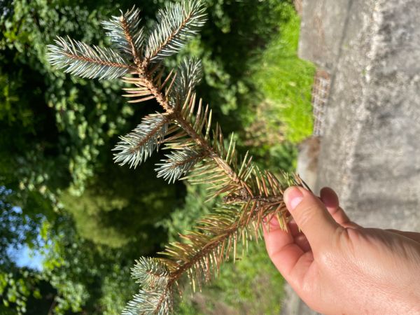 Roztoč smrekov&yacute;