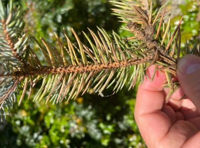 Roztoč smrekov&yacute;