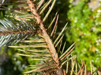 Roztoč smrekov&yacute;