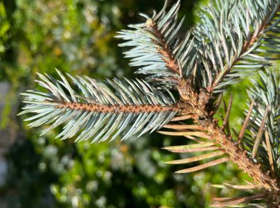 Roztoč smrekov&yacute;