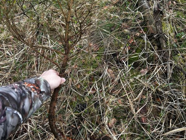 Tvrdoň smrekov&yacute;